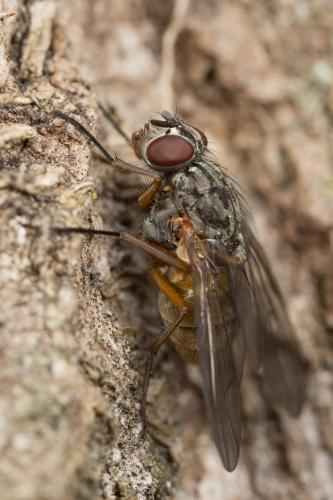 Phaonia sp.